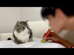 もちまるの飼い主の顔バレのきっかけと過去の映り込み事件